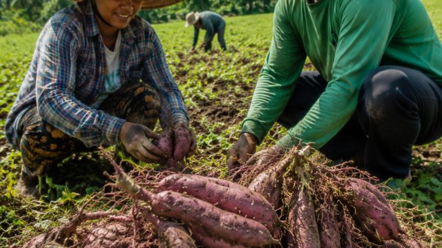 Ube Crop Initiative Launches with Key Support for Farmers in Bohol and Leyte | sicepat sukolilo ulas